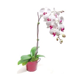 orkide saksı çiçeği salon bitkisi Ankara çiçek gönder firma ürünümüz