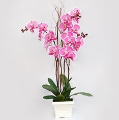 Ankara  Bağlum Çiçekçi firma ürünümüz 2 saksı orkide çiçeği canlı çiçekler