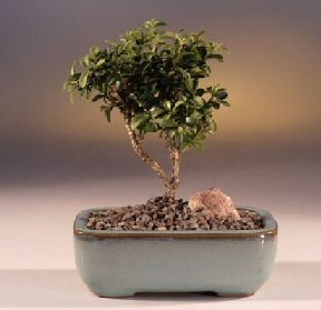 Bonsai küçük japon ağacı iç mekan süs bitkisi Ankara çiçekçilik görsel ürün modeli 