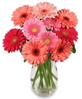 vazo içerisinde 15 adet gerbera çiçeği Ankara çiçek siparişi sitesi