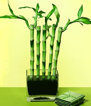 Ankara  iekilik grsel iek modeli firmamzdan Lucky Bamboo ans melei iei bambu iei
