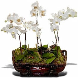 2 dal orkide saks iei Ankara Balum ieki firma rnmz