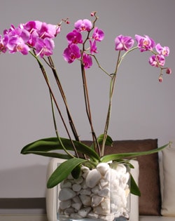 vazo ierisinde tek dal saks orkide iei bitkisi Ankara iek gnderimi site rnmz