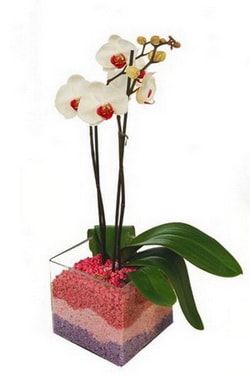 vazo ierisinde tek dal orkide iei Ankara Ostim iek gnder en ok satlan rnmz