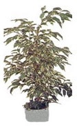 Ankara  Etimesgut ieki firma rnmz Ficus starlight benjamin saks iei i mekan bitkileri ss bitkisi